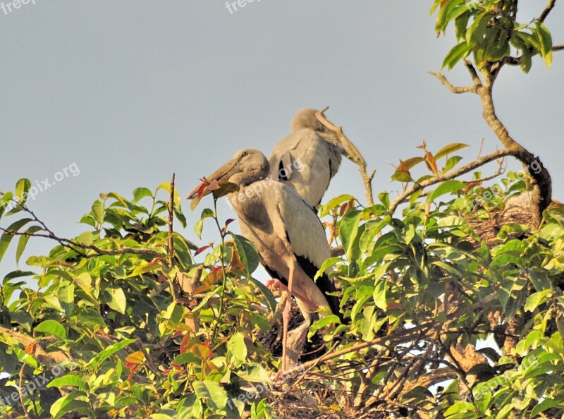 Birds Roosting Tree Plants Sky