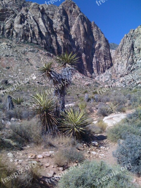 Cactus Trail Desert Path Hiking