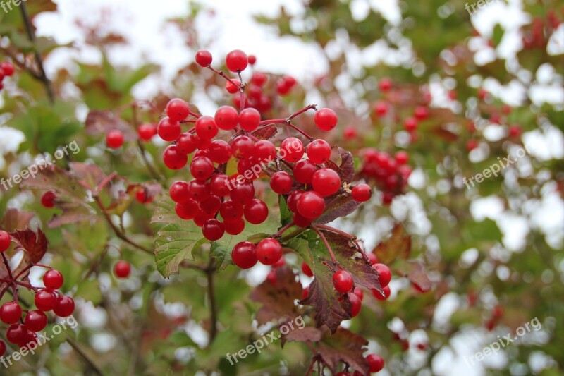 Berries Nature Macro Red Free Photos