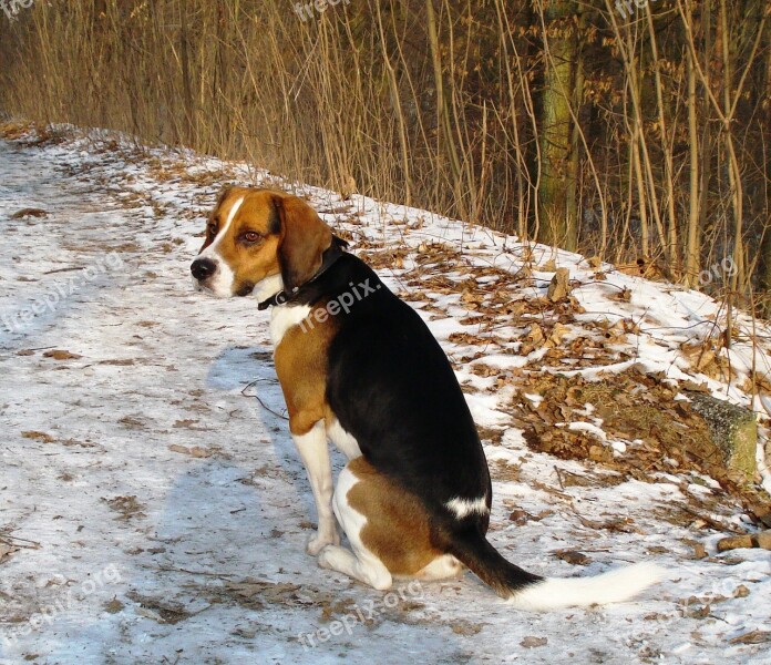 Beagle Dog Canine Pet Winter