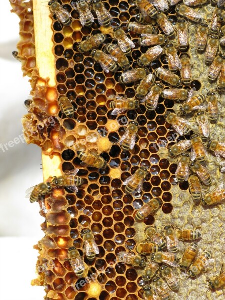 Honey Bees Insect Social Insect Hive Bees