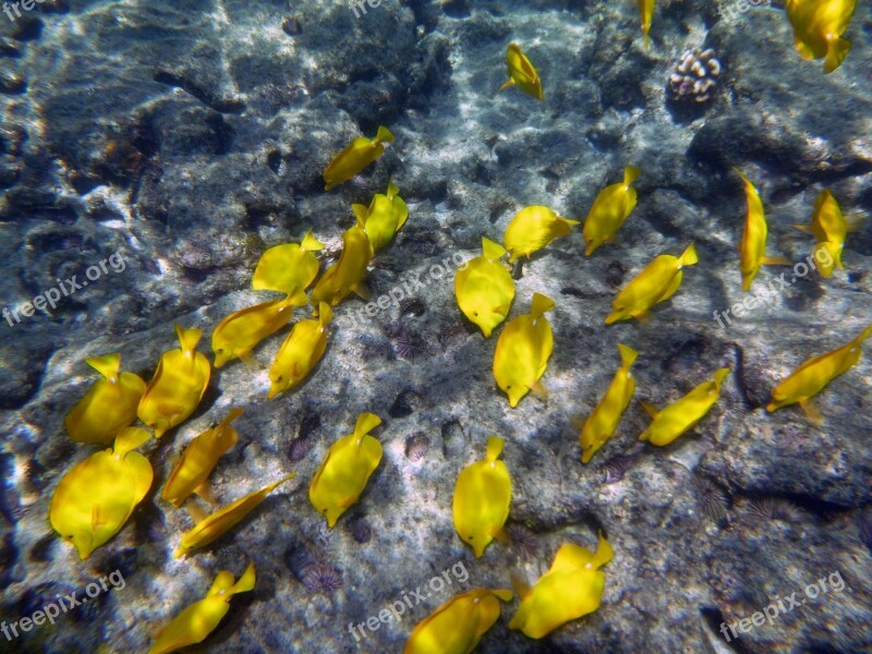 Yellow Fish Underwater Marine Snorkel