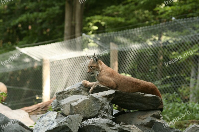 Lynx Felidae Lynx Lynx Cat Big Cat