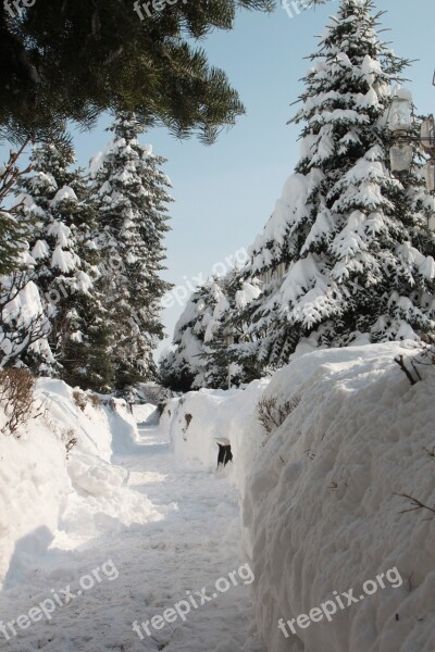 Park Snow Winter Alley Snowy