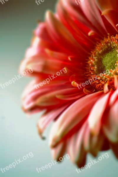 Dreamy Gerbera Flower Colorful Nature