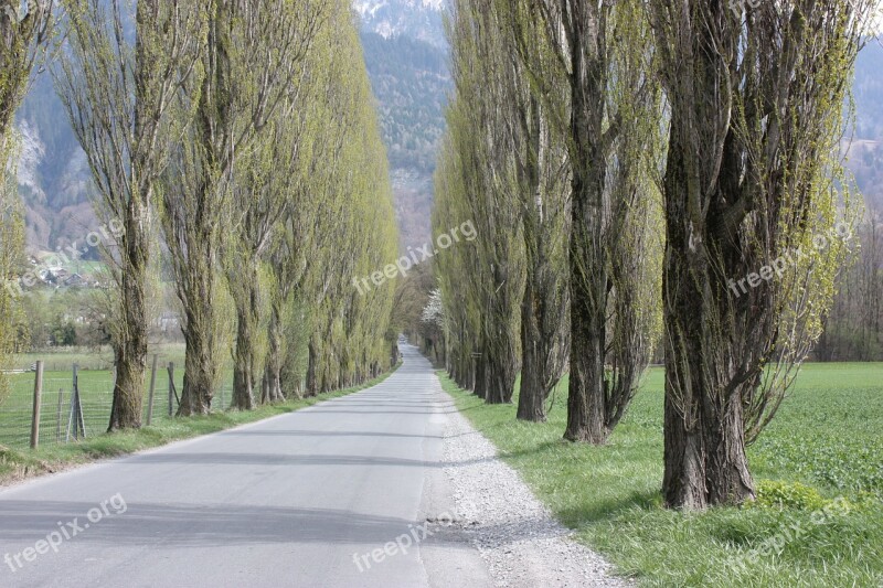 Avenue Trees Away Tree Road