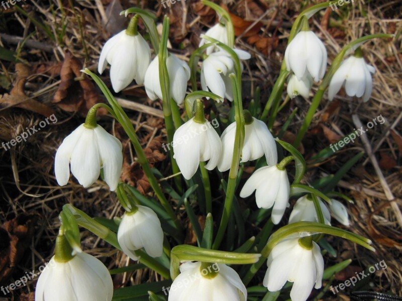 Plants Flowers Early Spring Snowdrop White