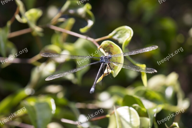 Dragonfly Insects Free Photos