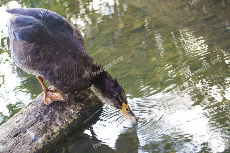 Duck Water Lake Landscape Nature