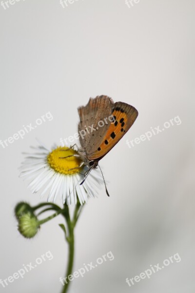 Butterfly Macro Insects Free Photos