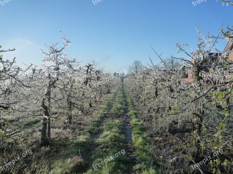 Apple Orchard Apple Tree Ice Frost Free Photos