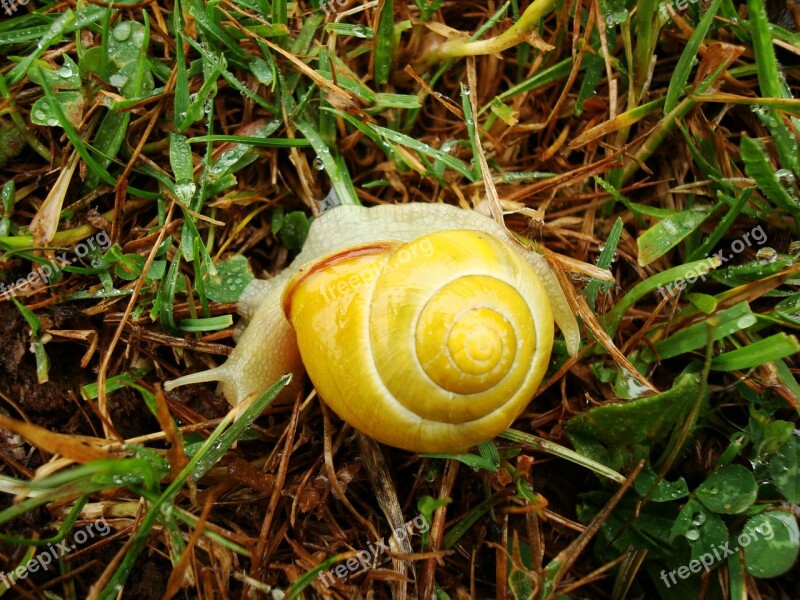 Snail Yellow Animal Spiral Asturias