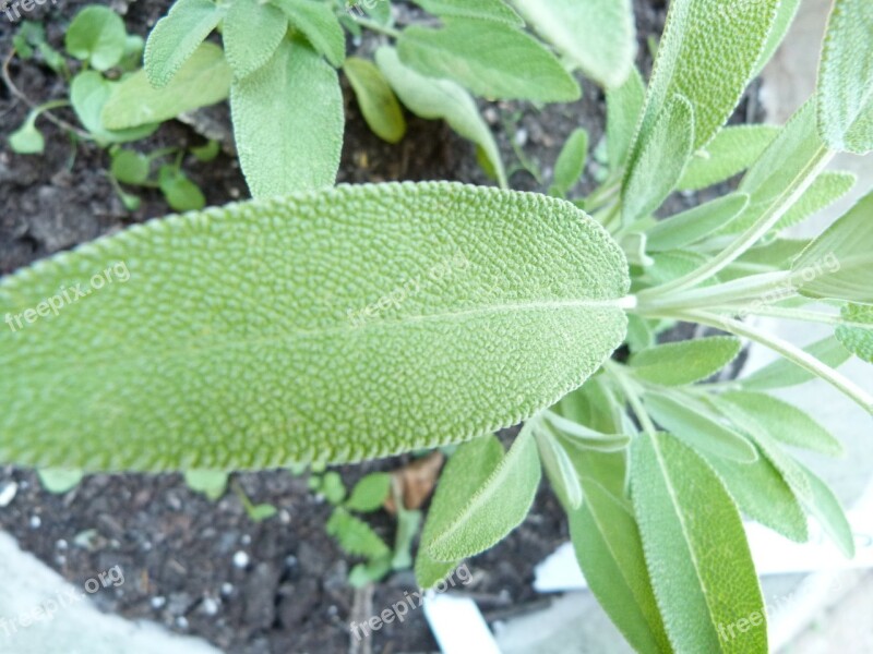 Sage Sage Leaves Eat Edible Salvia