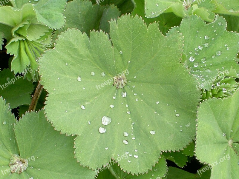 Alchemilka Ladies Mantel Alchemilla Herb Leaf