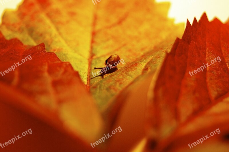 Autumn October Leaf Colorful Snail