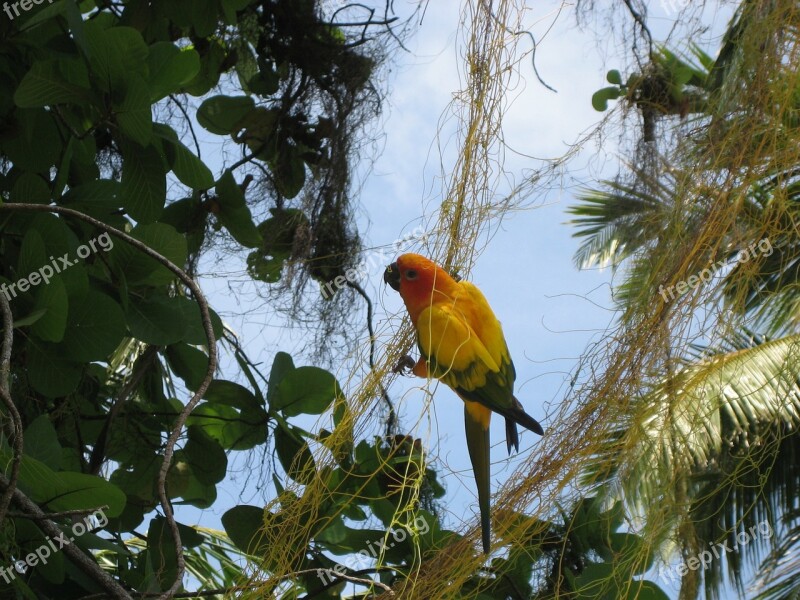 Parrot Maldives Bird Free Photos