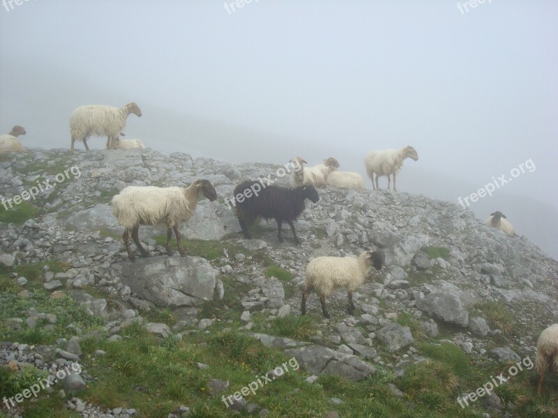 Sheep Black Animal Ascension Peak