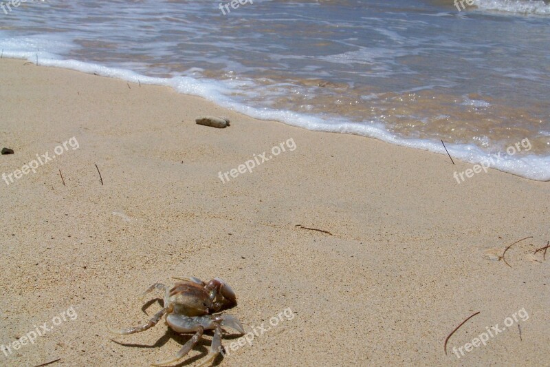 Hawaii Sea Crab Sand Ocean