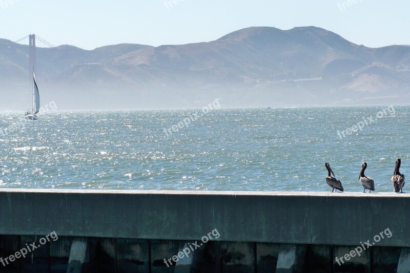 San Francisco Sea California Bay Boat