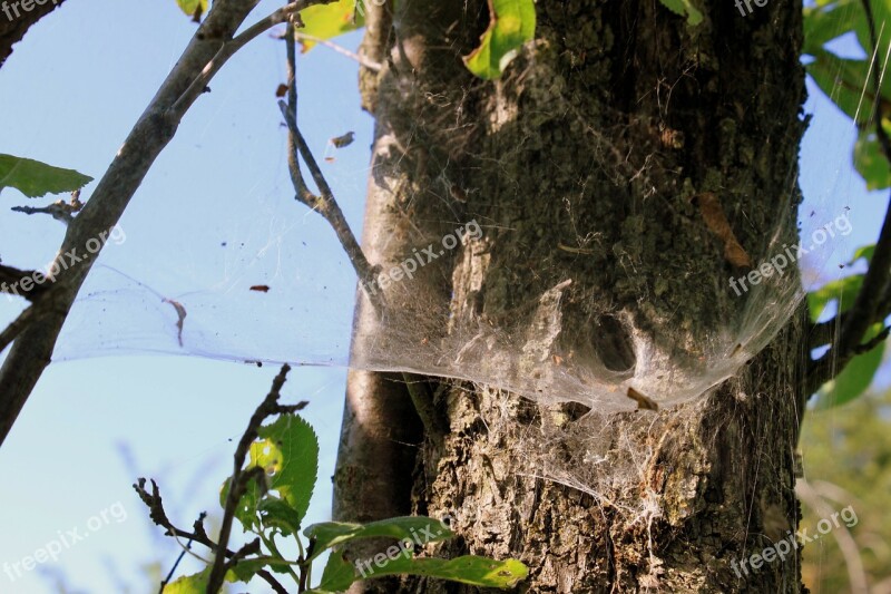 Spider Nest Spider Web Tunnel Insects