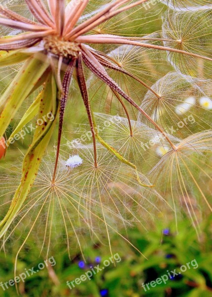 Small Insect White Hair Eight