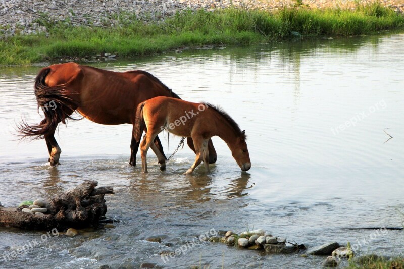 Horses Drink Water Colt Foal