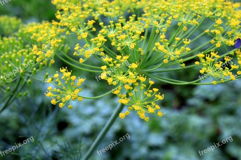 Dill Flowers Anethum Graveolens Flora