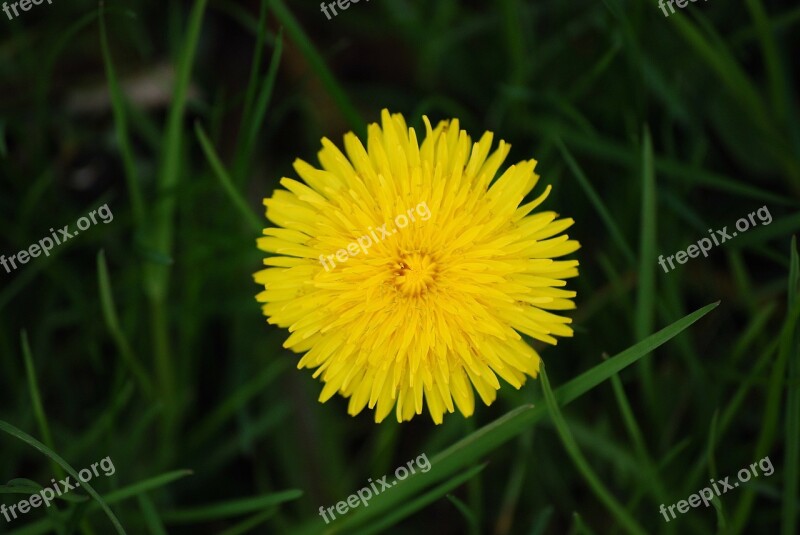 Flowering Dandelion Nature Flora Blossom