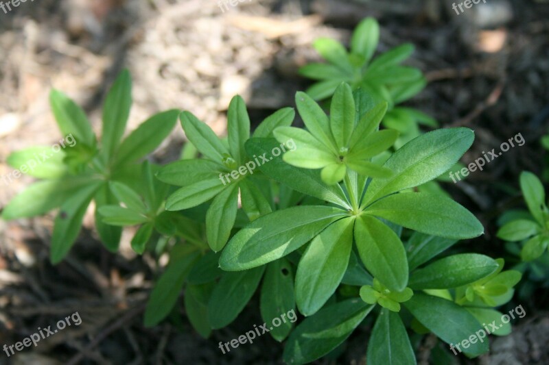 Woodruff Green Herbs Forest Spice