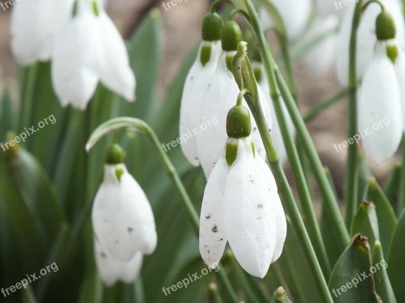 Snowdrops Flowers Spring Bloom Signs Of Spring