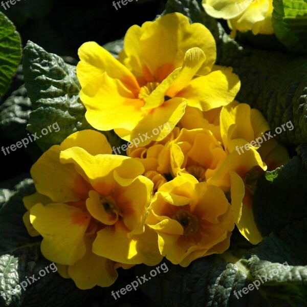 Primrose Yellow Flower Spring Season