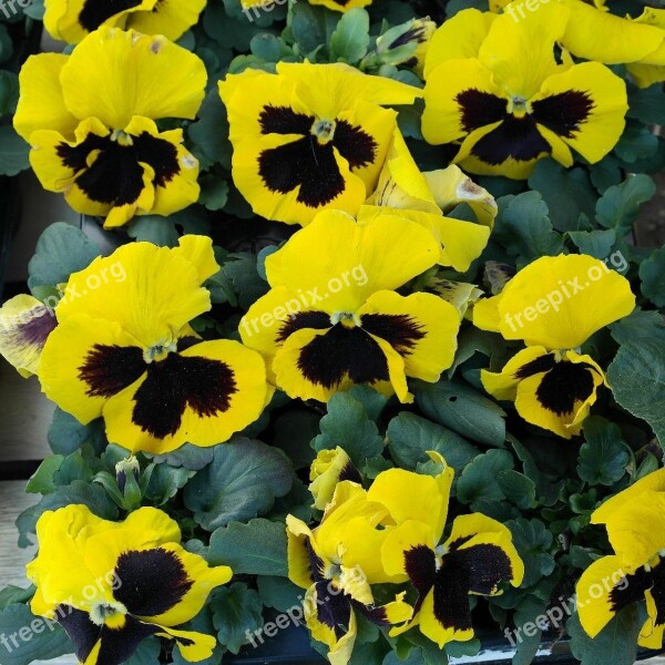 Pansy Flowers Spring Free Photos