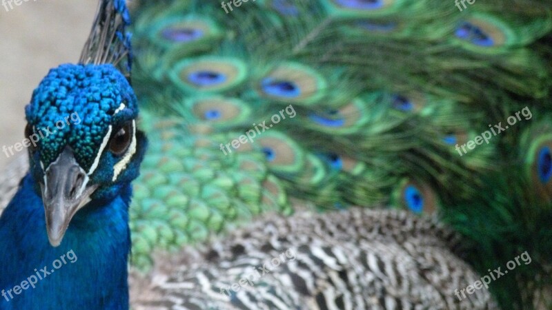 Peacock Color Iridescent Bird Colorful