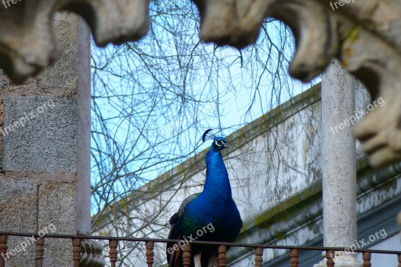 Animal Bird Peacock Park Color