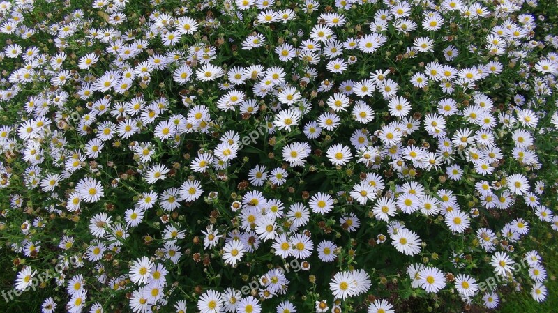 Floral Park Orleans Daisies Flowers White