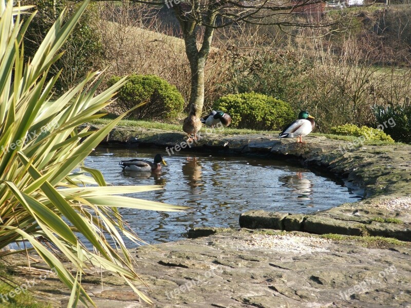 Duck Pond Ducks Ponds Outdoors Scenery