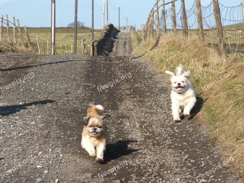 Dogs Playful Running Small Dogs Pets