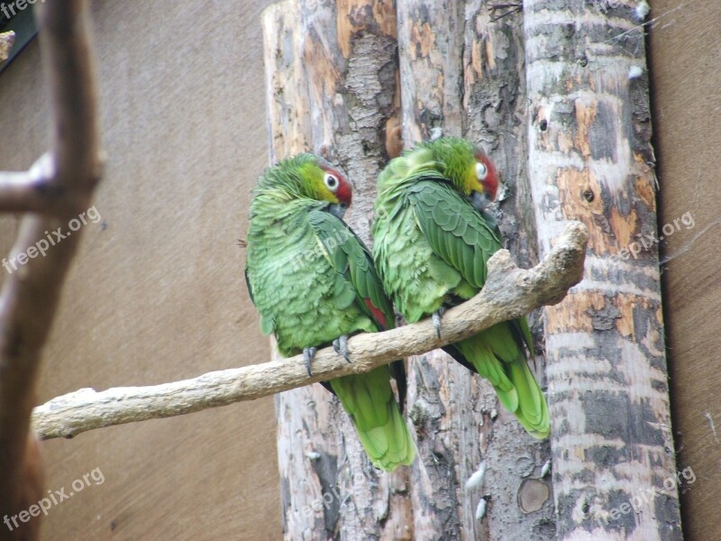 Birds Exotic Colorful Wild Green Birds