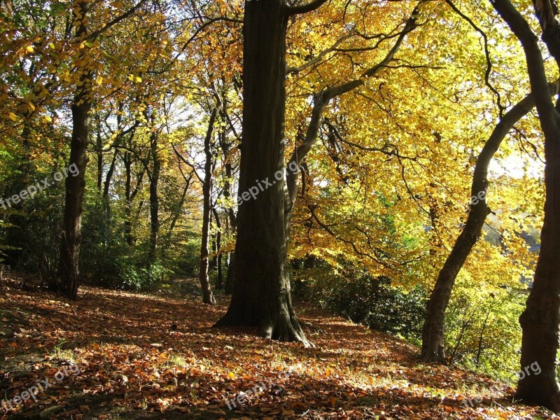 Tree Trees Autumn Fall Colorful