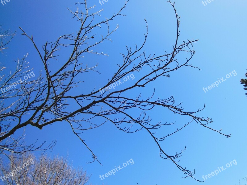 Nature Spring Tree Branch Twigs