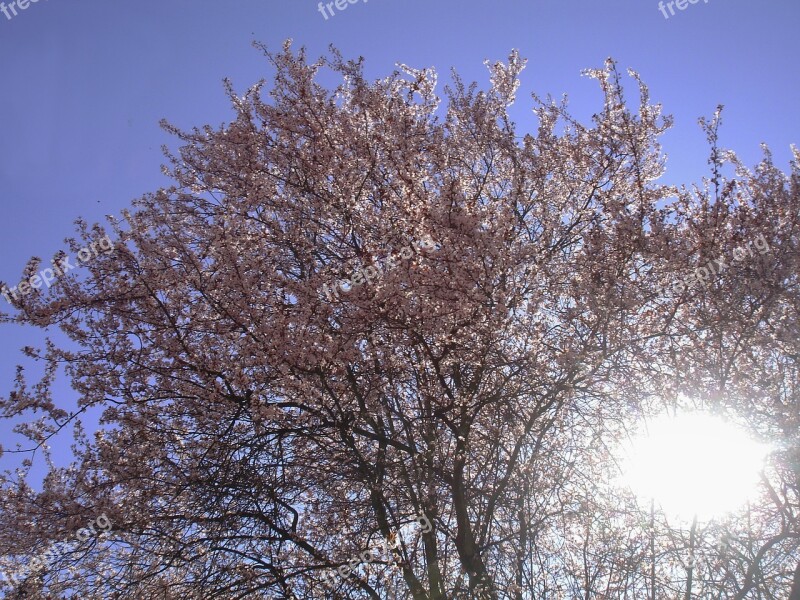 Magnolia Tree Spring Sun Awakening Free Photos