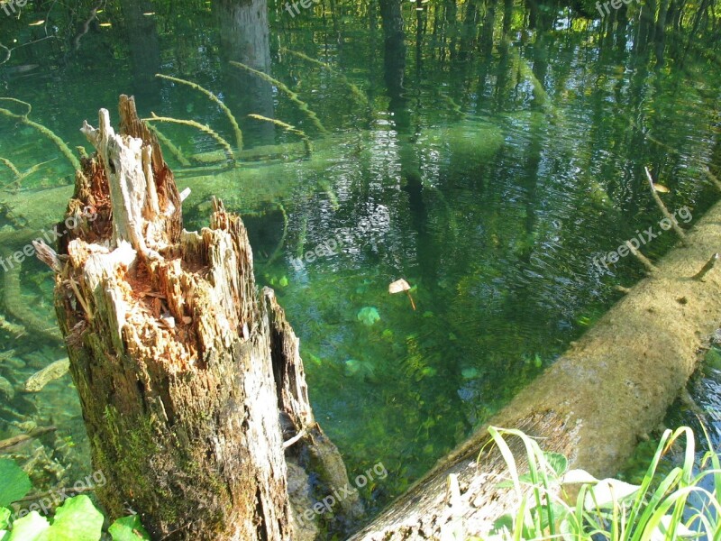 Broken Tree Water Konar Trunk A Tree In The Water