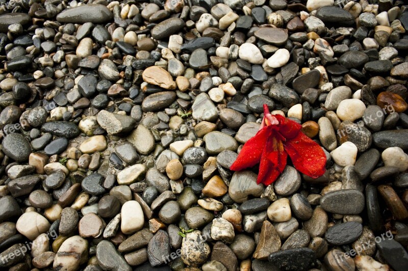 Pebbles Pebble Nature Stones Gravel