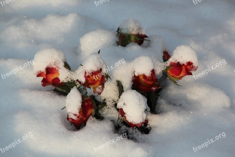 Winter Cemetery Snow Nature Covered