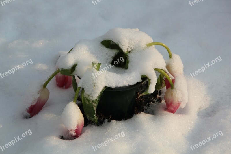 Winter Cemetery Snow Nature Covered