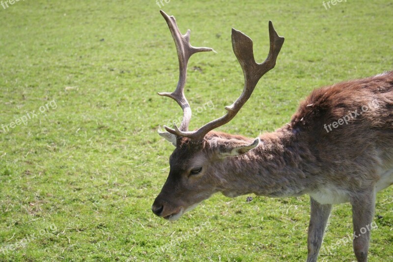 Suede Wood Tine Wild Free Photos