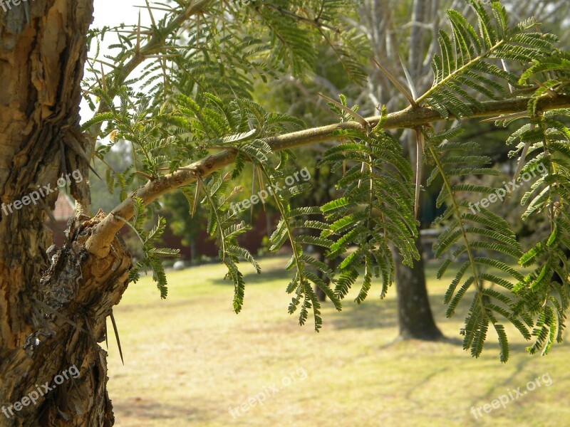 Africa South Africa Tree Acacia Thorns