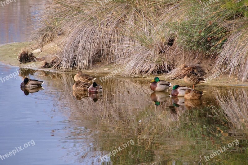 Ducks In Winter Peace Stillness Free Photos