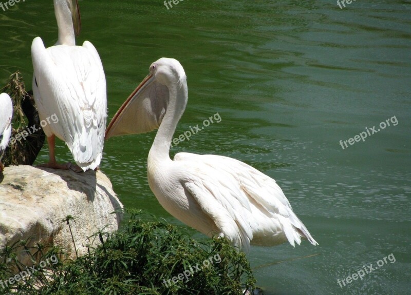 Pelican Water Bird Pelecanidae Beak Large Throat Pouch