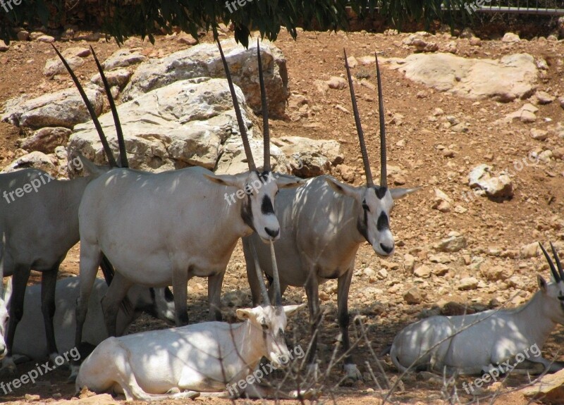 Oryx Antelope Africa Wild Oryx Antelope